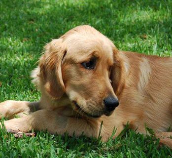 Timmy update!   
Timmy would like to thank all of the folks who have been generously contributing to the Timmy Fund.    This is our 8 month old foster puppy who was born with severe hip issues that will require both of his hips to be replaced if he stands any chance at all of having a normal, fun life.    Timmy's hip surgeries will amount to over $7,000, a sum which is absolutely HUGE for a rescue group to bear, but we have to give this sweet boy a chance!   To date, through your generous donations, we have enough to pay for the first hip, likely the worst one first as it's completely dislocated from the hip and being held in place by muscle.   Timmy's journey towards wellness will be a long one - it will be 3 months in between each surgery, and most of that time spent very restricted with respect to activity (read: he'll have to spend alot of time in a crate while things heal).    Then shortly after that - and to give him a little time to spend off a bunch of energy and have some fun - he'll have to deal with the 2nd hip's surgery and the same recovery period.   After all of that, the good vets at CTVSH expect he will live the normal, happy, fun-filled life that every Golden deserves.   So THANK YOU THANK YOU everyone for your kind donations to make the first hip surgery possible ... and keep Timmy in mind, both for a successful first hip surgery, a safe recovery, and if possible, please help contribute towards his 2nd hip surgery.